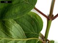 SpeciesSub: subsp. australis